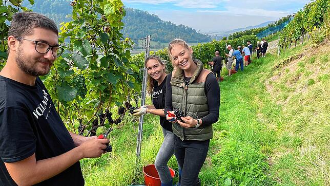 Viele Helfer werden für die Weinlese benötigt. In der Höchsten Lage des Elisabethenberg vom Weingut Vollmayer war die Stimmung bei der ...