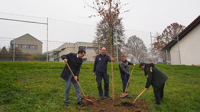 Bürgermeister Andreas Morasch, Bauhofleiter Stefan Uhl, Hauptamtsleiter Dominic Böhler und Förster Ralf Göhrig (von links) pflanzten ...