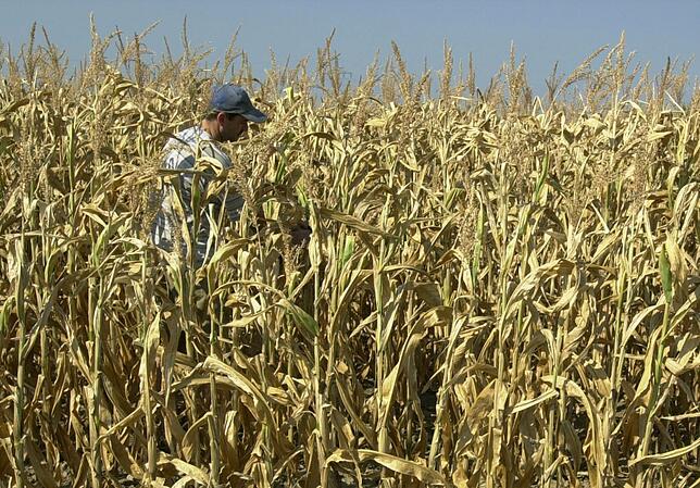 Bis auf wenige, noch leicht grüne Blätter, stehen Maispflanzen verdorrt auf einem Feld bei Freiburg. Ein Landwirt schaut nach dem ...