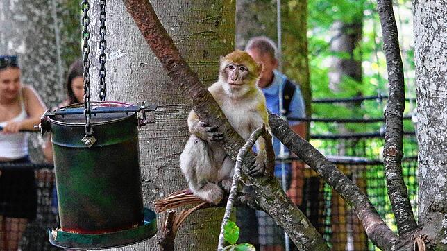 Vom Treewalk aus können Besucher die Berberaffen beobachten, wie sie in den Bäumen spielen und springen oder wie hier an den ...