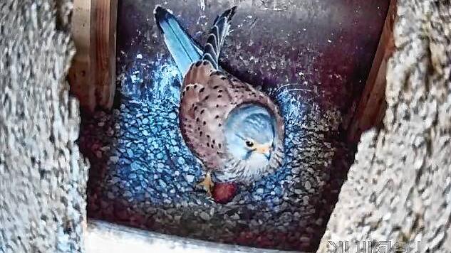 Die ersten Vögel sind schon da: Ein Falke im Nest an der Evangelischen Kirche in Kirche zeigt: Die Ansiedelung der Tiere hat Erfolg.