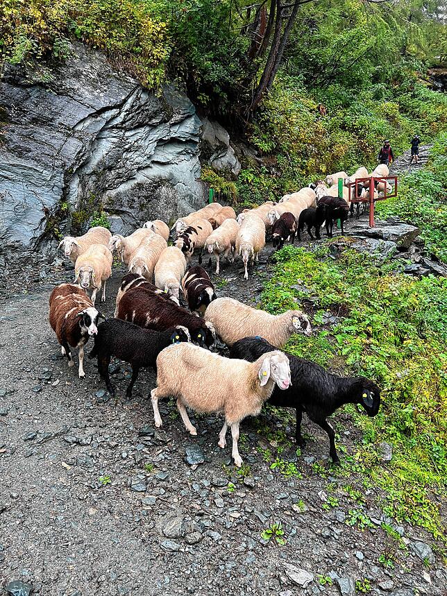 Im Herbst werden die Schafe von den Almen abgetrieben, in Tirol traditionell Mitte September.