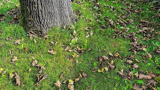 Bild 4: So schön ist der Herbst in Stockach: ein Fotospaziergang