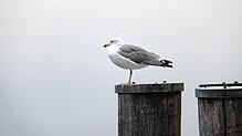 Keine Sicht wegen des Nebels – eine Möwe im Oktober 2025 am Bodensee.