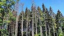 Diese Bäume zeigen Borkenkäferbefall. Um eine schnelle Ausbreitung zu unterbinden, hat der Landkreis Breisgau-Hochschwarzwald ein ...
