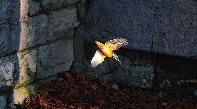 Im Sturzflug und mit dem Futterziel genau im Visier schießt der Eisvogel in das Wasser.