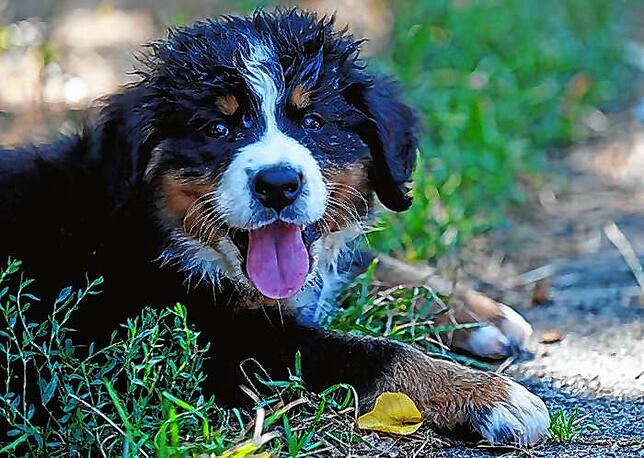 Als Haustier gehalten kann wiederum der Berner Sennenhund, der vor allem als Welpe richtig niedlich aussieht.