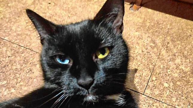 Kater Mavis ist in Leonberg ausgebüxt und bis nach Villingen-Schwenningen gekommen.