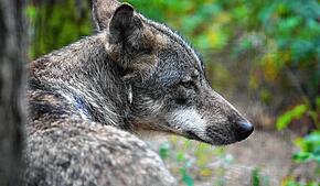 Ein Europäischer Wolf sitzt in einem Wildpark im Wald. Hier ein Symbolbild. In Schluchsee wurden nun mehrere tote Schafe entdeckt. Der ...