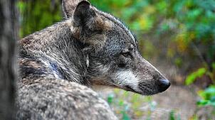 Ein Europäischer Wolf sitzt in einem Wildpark im Wald. Hier ein Symbolbild. In Schluchsee wurden nun mehrere tote Schafe entdeckt. Der ...