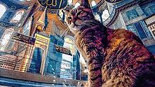 Katze Gli bereitete den Fotografen in der Hagia Sophia über 16 Jahre lang Freude. Sie hatte ein Talent für erhabene Posen vor der ...