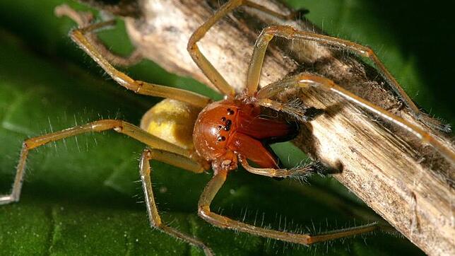 Ein Biss von einem Ammen-Dornfinger ist giftig! Wie die Spinne erkannt werden kann und was bei einer Bisswunde zu tun ist, erfahren Sie ...