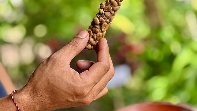 Die Kaffeebohnen von Luwak Coffee (Kopi Luwak) zählen zu den teuersten der Welt.