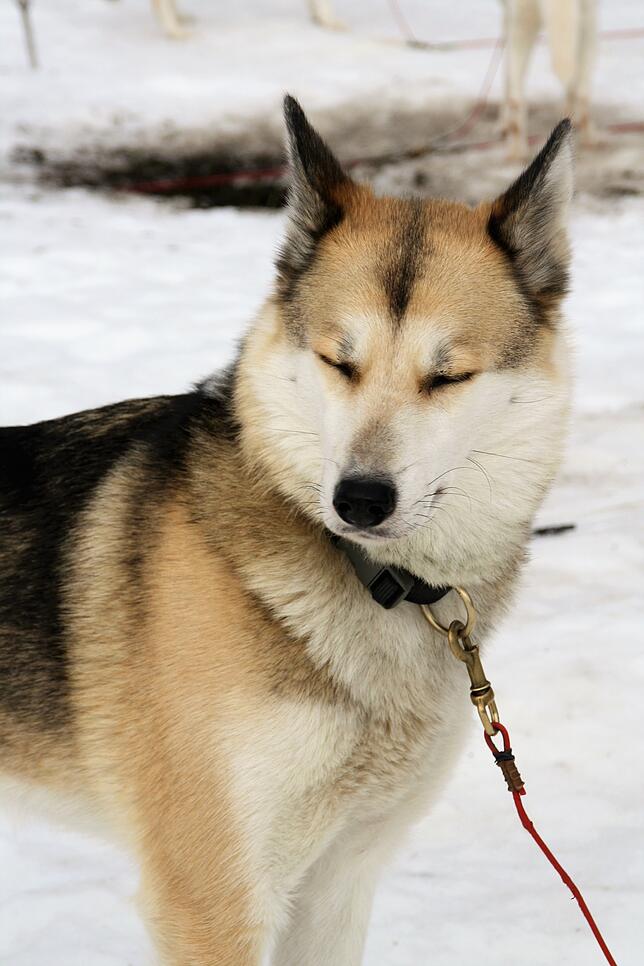 Die Hunde sind bereit für die Rennen in Todtmoos.