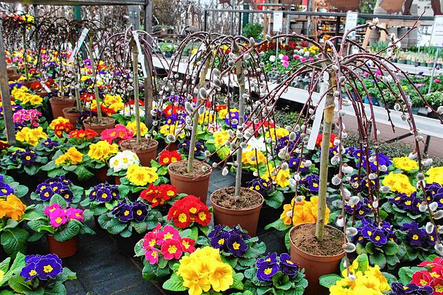 Weidenkätzchen und Primeln kündigen den Frühling schon an.