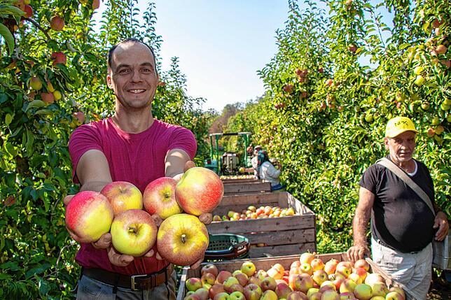 Landwirt Clemens Stoll (links) freut sich über die vielen Äpfel &ndash; das war 2018. Doch im vergangenen Jahr sorgte Frost für ...