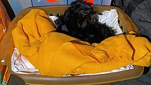 Ein kleines, schutzloses Fellbündel auf verschmutzter Decke: So haben die Zöllner den Yorkshire-Terrier-Welpen in einem Kleintransporter ...