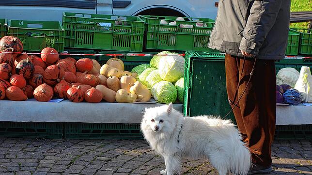 Vor Corona haben viele Hundehalter ihre Tiere mit auf den Markt gebracht – nun wurden sie vom kommunalen Ordnungsdienst darauf ...