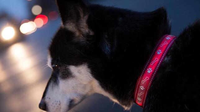 Wer häufig in der Dunkelheit mit seinem Hund spazieren geht, sollte auf ein Halsband mit Reflektoren setzen.