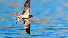 Schwalben suchen im Frühjahr und Herbst oft die Nähe zu Gewässern, da dort viele Insekten anzutreffen sind. (Symbolbild)