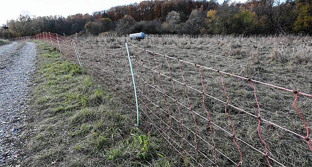 So sieht ein Weidenetz aus. Offenbar hatte ein Wildtier es in der Nacht versehentlich niedergerissen. &bdquo;Den Tieren kann dadurch ...