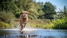 In der Sommerhitze bietet ein Badeausflug Hunden eine willkommene Erfrischung.