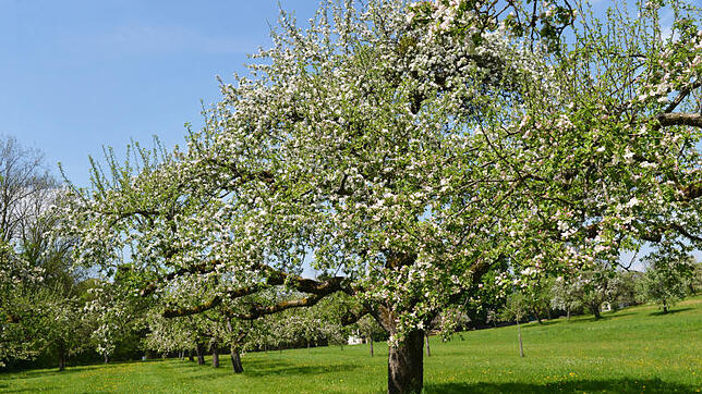 Im Frühjahr zieren tausende Blüten die Hochstämme. Diese stehen nahe Eichenmühle in Fischbach.