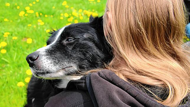 40 Hunde kamen im April ins Tierheim, 23 von ihnen haben bereits ein Zuhause gefunden.