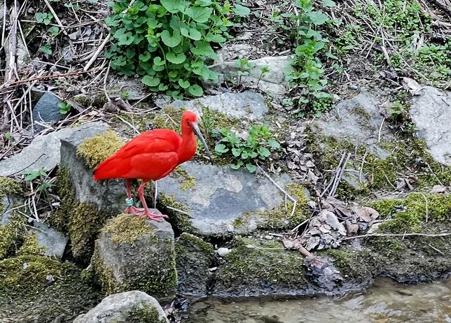Am Osterwochenende wurde der Vogel zweimal rund um den Bach an der Meersburger Töbelestraße gesichtet.