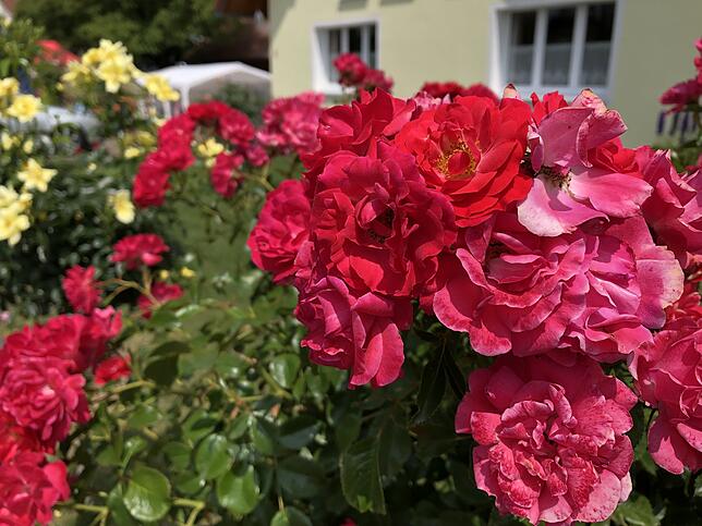 Bild 10: Die schönsten Rosen aus dem Rosendorf Nöggenschwiel