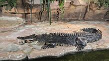 Krokodilbulle Frederick kurz nach seiner Ankunft im Stuttgarter Zoo 2019. Seine beeindruckende Körpergröße machte ihn schnell zum ...