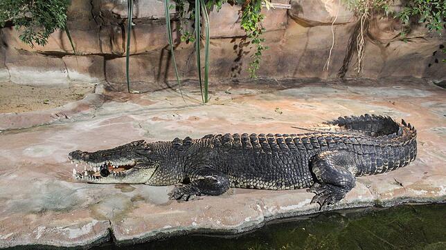 Krokodilbulle Frederick kurz nach seiner Ankunft im Stuttgarter Zoo 2019. Seine beeindruckende Körpergröße machte ihn schnell zum ...