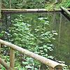 Die Natur rund um Todtmoos ist ein wichtiger Bestandteil der Gesundheitswoche. Im Bild der idyllisch gelegene Sägeweiher am oberen Ende ...