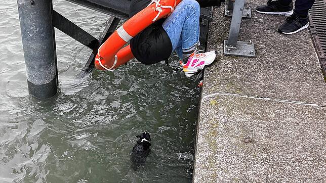 Mit vereinten Kräften haben Passanten am Freitag in Friedrichshafen Hündin Leila aus dem eiskalten Bodensee gerettet. Sie war über die ...