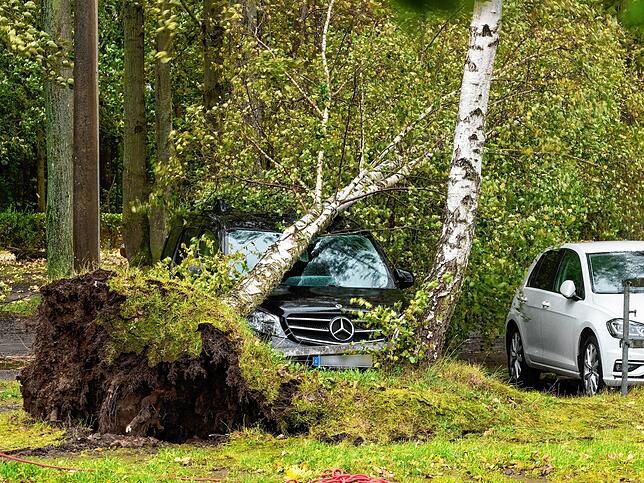 Eine entwurzelte Birke ist bei einem schweren Sturmtief auf ein Auto in Binz gekippt.