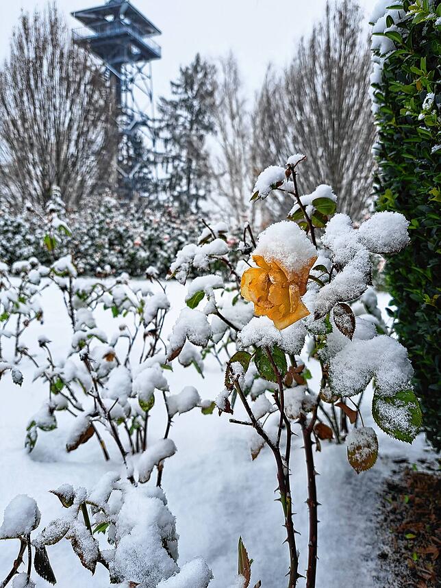 Der Rosengarten auf dem Villinger Hubenloch erinnert auch im Winter an die Herkunft seines Namens, wenn auch nur mit der letzten gelben ...