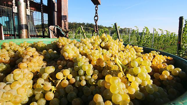 Frisch gelesene Müller-Thurgau-Trauben, die in diesem Jahr einen besonders hohen Zuckergehalt haben.