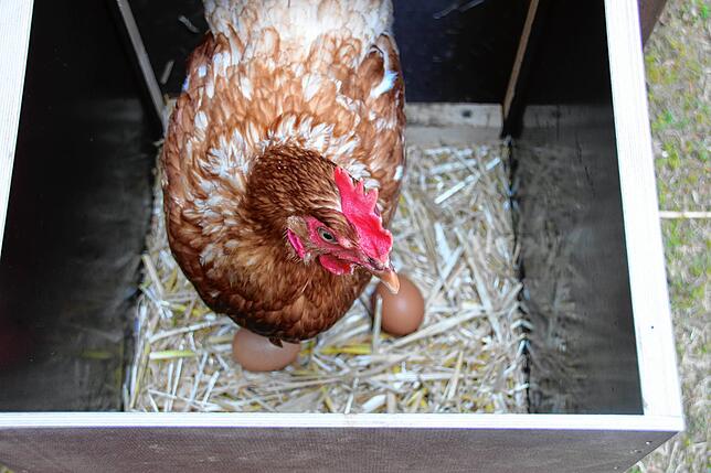 In dem kleinen Stall gibt es auch ein Legenest, in dem sich das Huhn sichtlich wohlfühlt. Tagsüber sollen sich die Tiere aber im Freien ...