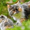 Heidrun Blüny liebt Perserkatzen. Sie sind die Stars in ihrem Katzencafé in Kandern. Bild: privat