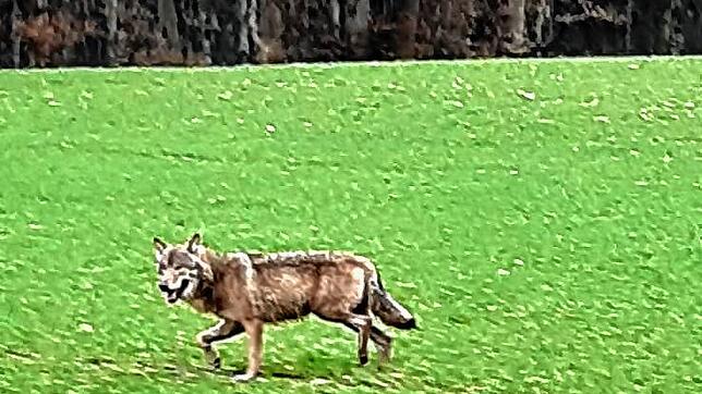 An der B14, beim Abzweig in Richtung Hecheln soll dieses Bild des mutmaßlichen Wolfs entstanden sein.