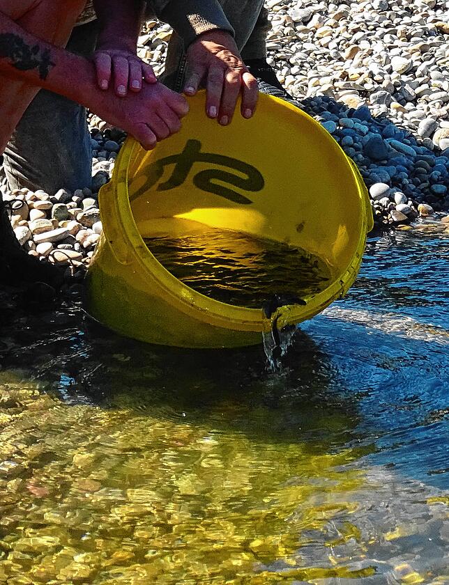 15.000 kleine Bachforellen haben im Rhein eine neue Heimat gefunden.