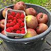 Ein Schälchen Himbeeren für einen großen Eimer voller Äpfel? Da hat die Landwirtin schon Minus gemacht.