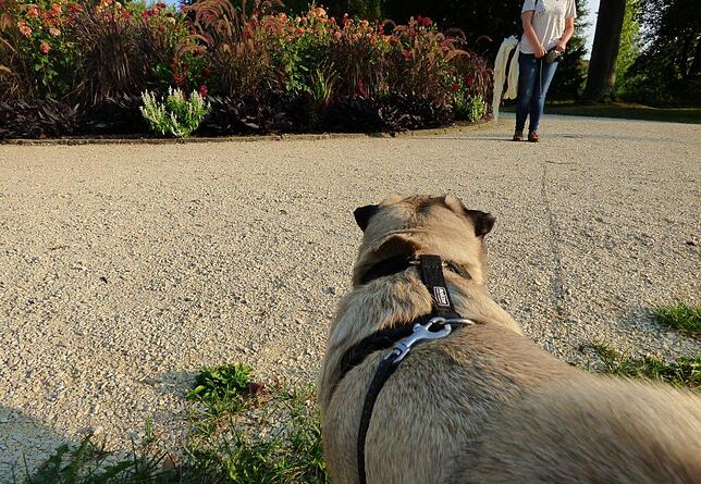 Mops Chico
