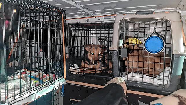 Zutiefst verängstigt: Gerettete Hunde an der Grenze zwischen der Ukraine und Polen.