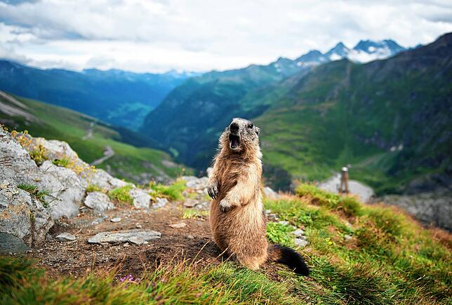 Ein Murmeltier streckt sich vor einer imposanten Bergkulisse im österreichischen Nationalpark Hohe Tauern.