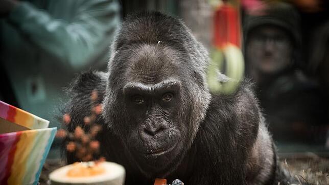 Gorilla Colo aufgenommen am 23.12.2016 im Zoo von Ohio in Columbus (USA) bei seinem 60. Geburtstag. Der angeblich älteste bekannte ...