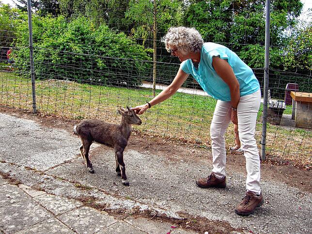 Der Steinbockjunge Bärle war von seiner Mutter abgelehnt worden und wurde deshalb von einer Jägerin aufgezogen, erklärt Martina Schleith ...