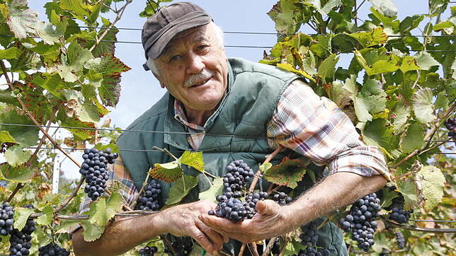 Bei der Weinlese im Weingut Vollmayer am Elisabethenberg freut sich Erntehelfer Bernardo Gerardo über die ausgereiften ...