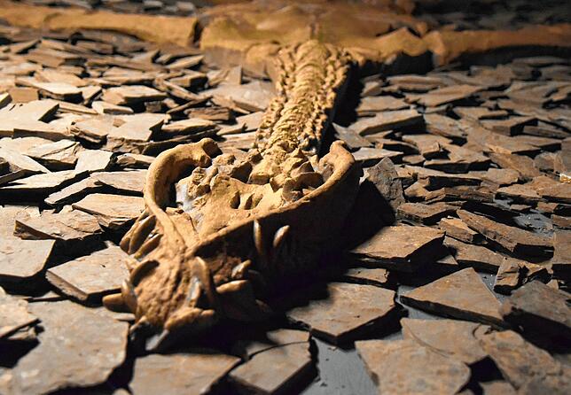 Das ist der Kopf der Nachbildung eines Hauffiosaurus.