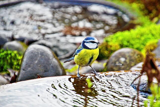 Mit einem flachen Wasserschälchen kann man Vögeln eine Erfrischung bereiten.